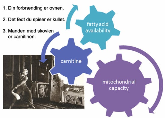 carnitine